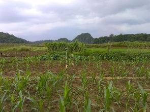 嘉禾望岗娱乐吃瓜地